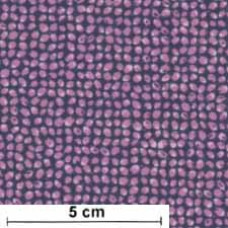 Texture Spectrum Grid Dots violett