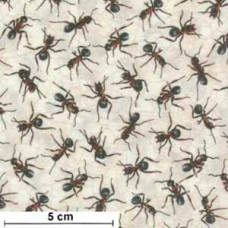 You Bug Me Ants - Ameisen braun/schwarz/cream