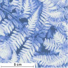 Winter Pearl Ferns pearlmetallic/hellblau