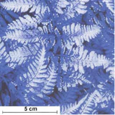 Winter Pearl Ferns pearlmetallic/blau