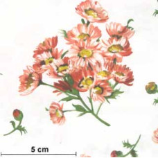 Prose Daisy Bouquets ge/gn/rs/rot/ws