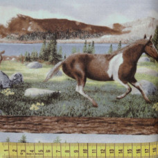 Roaming Wild Horses Pferde Border