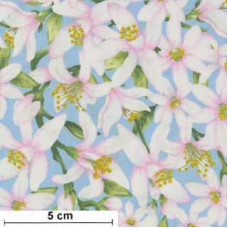 Splash of Lemon Flowers rs/ge/gn/ws/hellblau