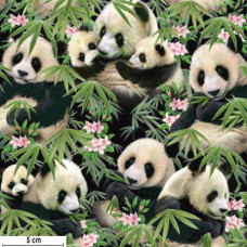 Pandas