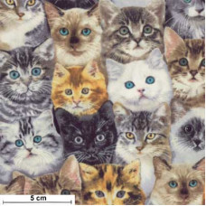Packed Mixed Breed of Cats braun/sw/ws/grau