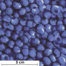 Blueberries - Heidelbeeren
