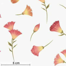 Canto Flower Buds orange/gelb/ws