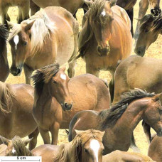 Greener Pastures Horses Allover - Pferde