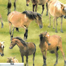 Greener Pastures Horses on Meadow
