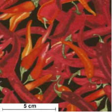 Red Chilli rpot/grün/schwarz