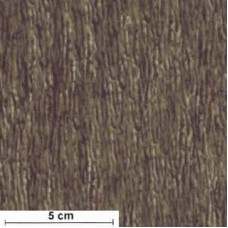 Forest Light Bark braun