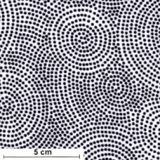 Circles sw/ws