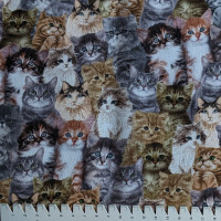 Cat Natural Katzen grau braun