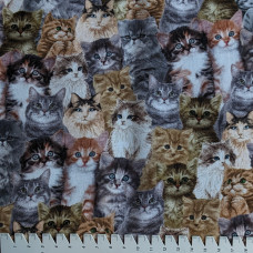 Cat Natural Katzen grau braun